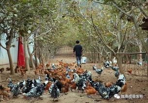 吃瓜成县网红,揭秘网红背后的故事